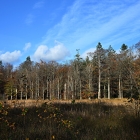 NZF_1135