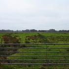 NZF_1247