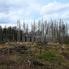 NZF_1379
