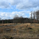 NZF_1386