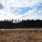 NZF_1388