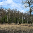 NZF_1400
