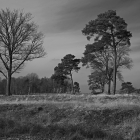 NZF_1328