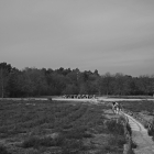 NZF_1334