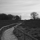 NZF_1336