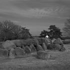 NZF_1337