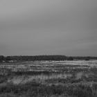 NZF_1356
