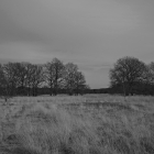 NZF_1357