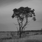 NZF_1365