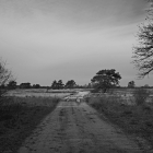 NZF_1369