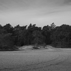 NZF_1372