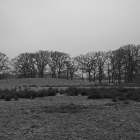 NZF_1311