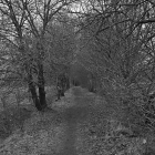 NZF_1312