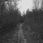 NZF_1315