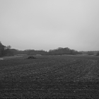 NZF_1316