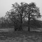 NZF_1317