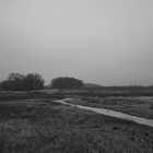 NZF_1318