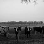NZF_1323