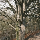 DSCF4167