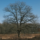 DSCF4113