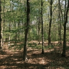 DSCF4511