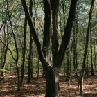 DSCF4513