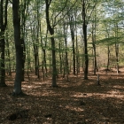DSCF4528