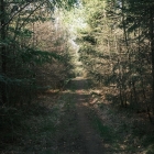 DSCF4529