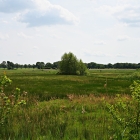 NZF_1489