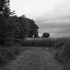 NZF_1505