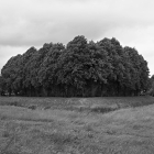 NZF_1516