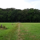 NZF_1555