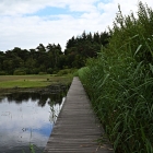 NZF_1567