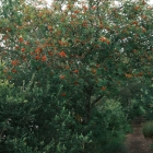 DSCF5190