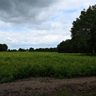 Z8A_5352